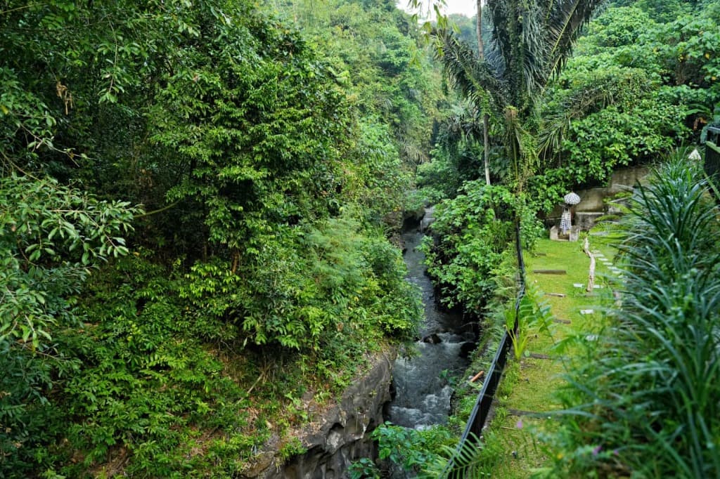 Pristine Jungle River