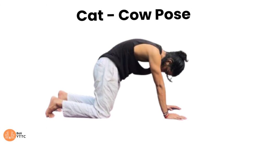 Cat cow pose